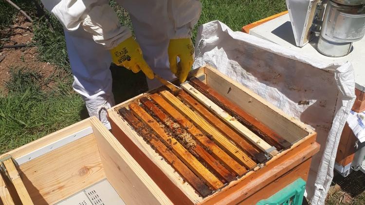 بدأت تربية النحل في غابة كورتولوش!